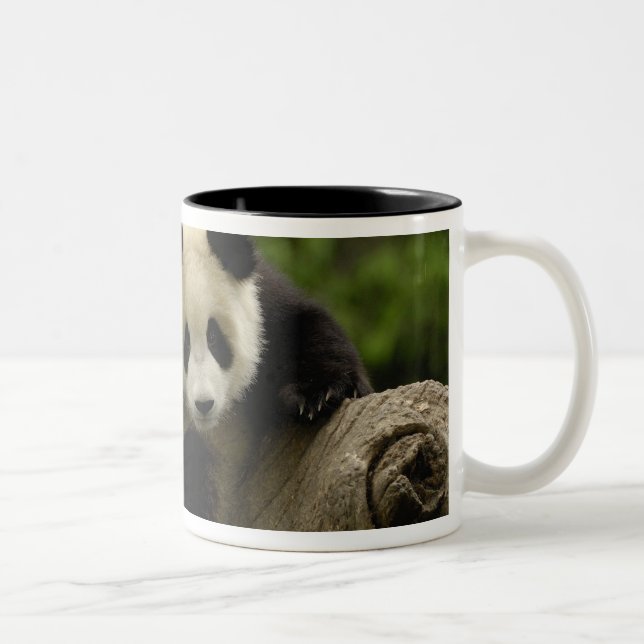 Riesen-Panda-Baby Zweifarbige Tasse (Rechts)