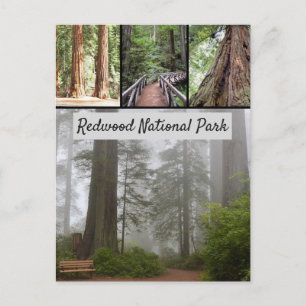 Riesen-Redwood-Nationalpark Sequoia Trees Postkarte