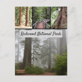 Riesen-Redwood-Nationalpark Sequoia Trees Postkarte