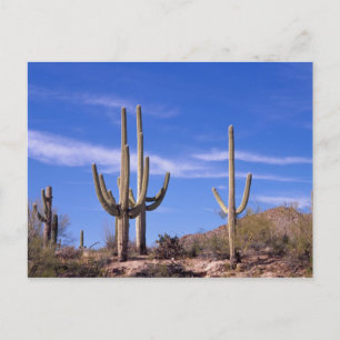 Riesen-Säulen-Kaktus mit mehreren Armen, Saguaro Postkarte