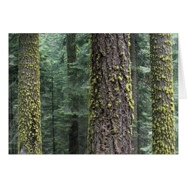 Riesen-Sequoia-Bäume im Wald, Sequoia und (Vorderseite (Horizontal))