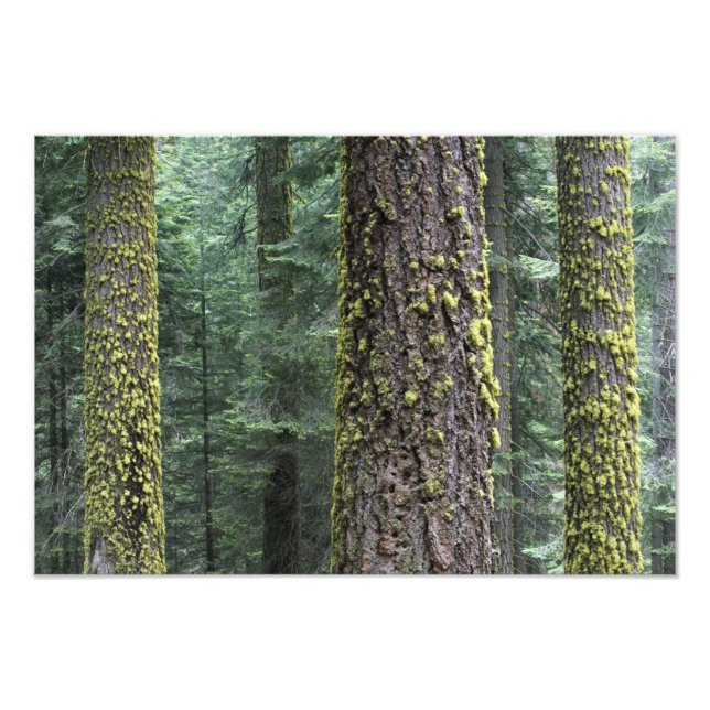 Riesen-Sequoia-Bäume im Wald, Sequoia und Fotodruck (Vorne)