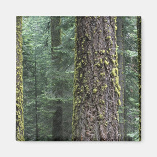 Riesen-Sequoia-Bäume im Wald, Sequoia und Magnet