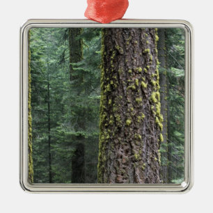 Riesen-Sequoia-Bäume im Wald, Sequoia und Ornament Aus Metall