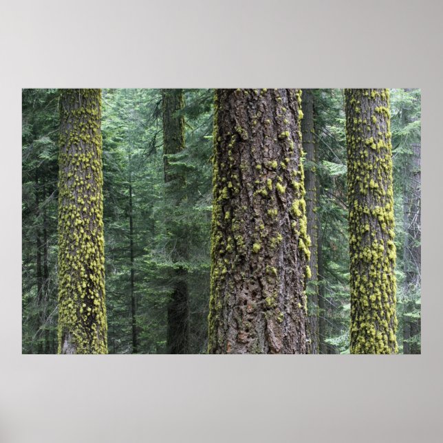 Riesen-Sequoia-Bäume im Wald, Sequoia und Poster (Vorne)