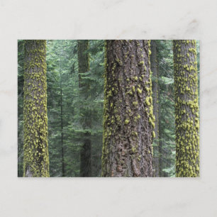 Riesen-Sequoia-Bäume im Wald, Sequoia und Postkarte