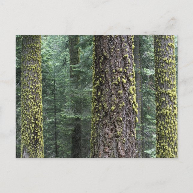 Riesen-Sequoia-Bäume im Wald, Sequoia und Postkarte (Vorderseite)