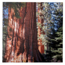 Riesen-Sequoia-Foto Fliese