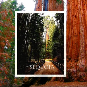 Riesen-Sequoia im Sonnenlicht, Wanderung durch den Postkarte