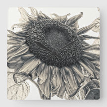 Riesen-Sonnenblumen Vintag Sepia Blumenmuseum