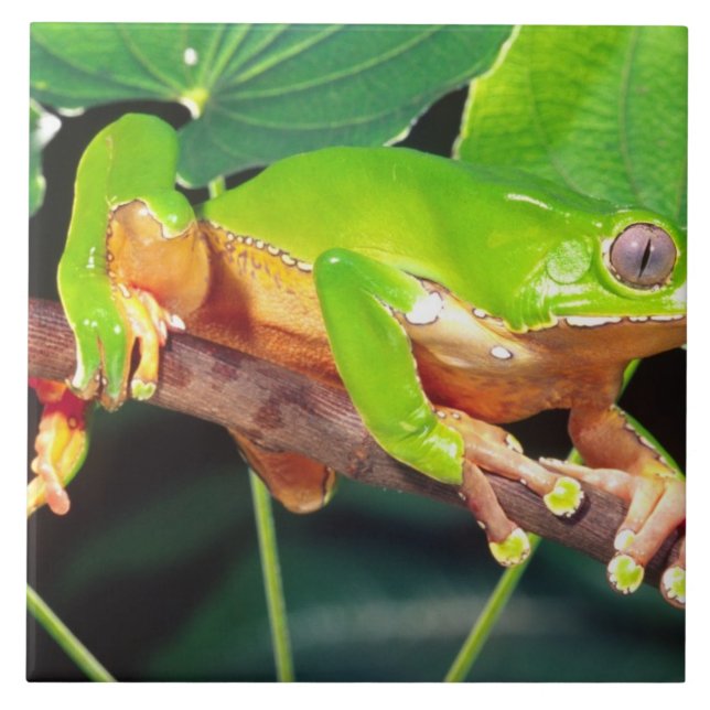 Riesen-Zweifarbiger-Affen-Laubfrosch, Phyllomedusa Fliese (Vorderseite)
