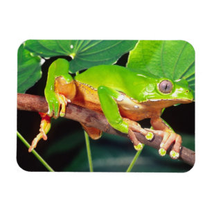 Riesen-Zweifarbiger-Affen-Laubfrosch, Phyllomedusa Magnet