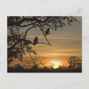 Riesenadleröwen (Bubo lacteus), silhouettiert am Postkarte