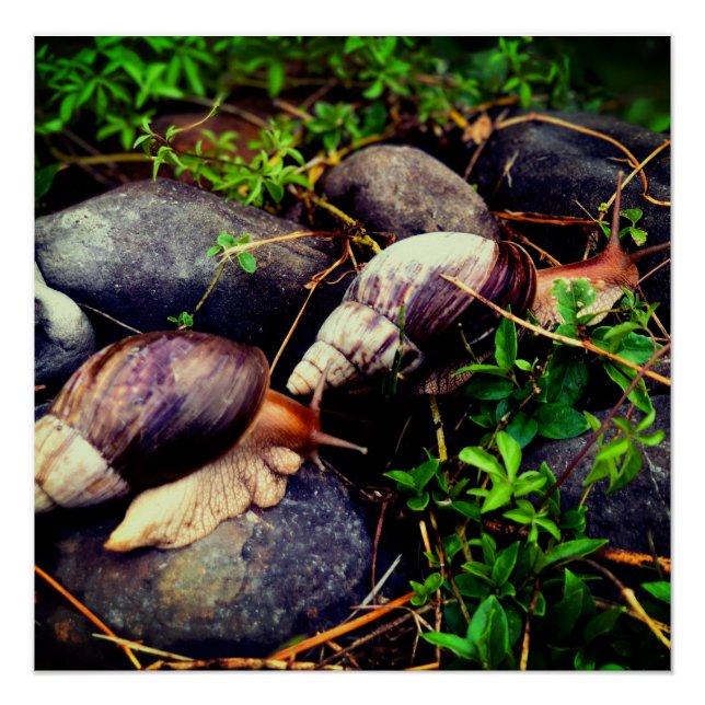 Riesenafrikanische Landschnecken Gerahmt Art Poster (Vorderseite)