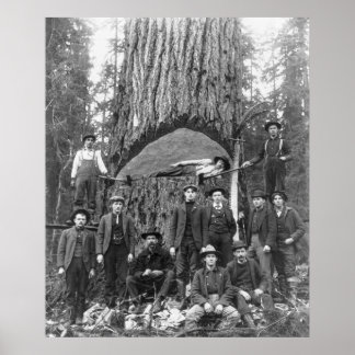 Riesenbaum bereit zum Fall, 1902 Poster