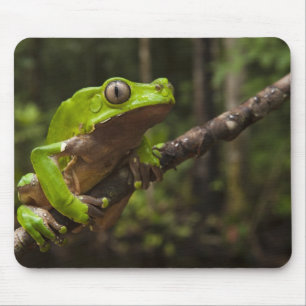 Riesenblätterfrosch Phyllomedusa bicolor) Mousepad
