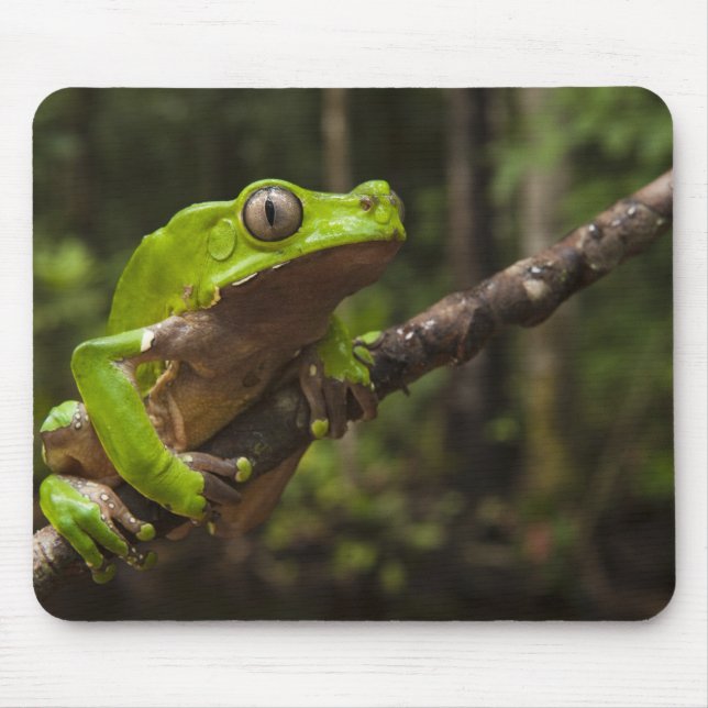 Riesenblätterfrosch Phyllomedusa bicolor) Mousepad (Vorne)