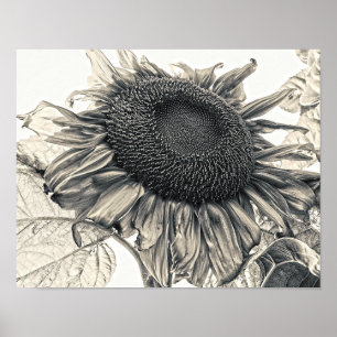 Riesenblumen Vintag Sepia Botanische Kunst Poster