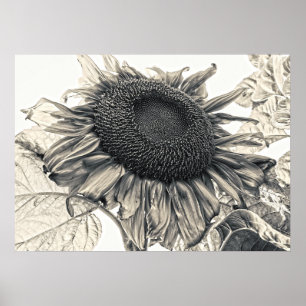 Riesenblumen Vintag Sepia Botanische Kunst Poster