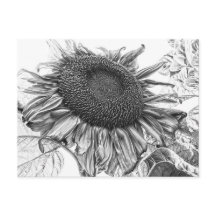 Riesenblumen, Vintage Schwarz-Weiß-Kunst