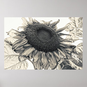 Riesenblüten Sepia Vintag Sommer Blüten Poster