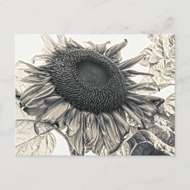 Riesenblüten Vintag Sepia Entdeckungsreise zur Alp Postkarte (Vorderseite)