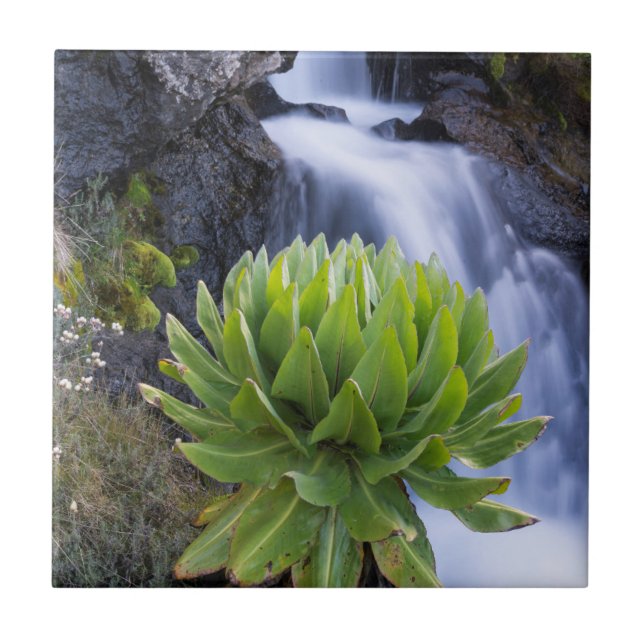 Riesenfellfisch oder Dendrosenecio 2 Fliese (Vorderseite)