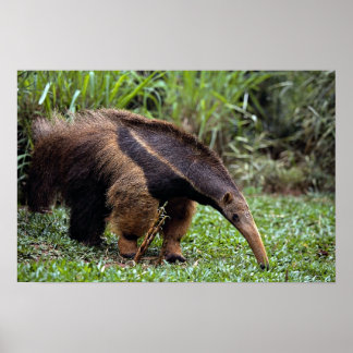 Riesenfresser (Myrmecophaga tridactyla) Poster