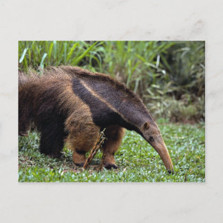 Riesenfresser (Myrmecophaga tridactyla) Postkarte