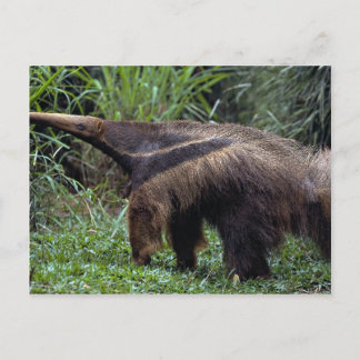 Riesenfresser (Myrmecophaga tridactyla) Postkarte