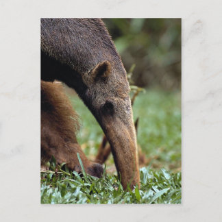 Riesenfresser (Myrmecophaga tridactyla) Postkarte