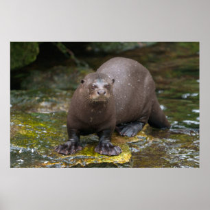 Riesenfußabdrücke Poster