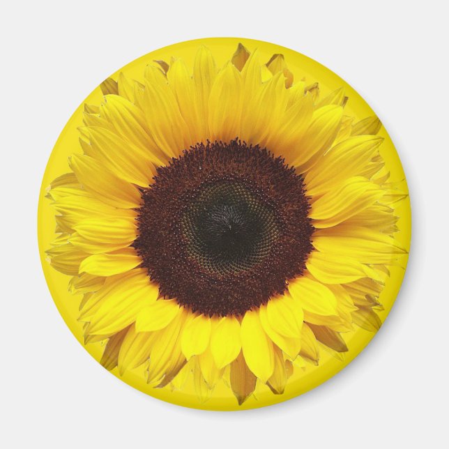 Riesengarten Sonnenblume auf goldgelbem Hintergrun Magnet (Vorne)