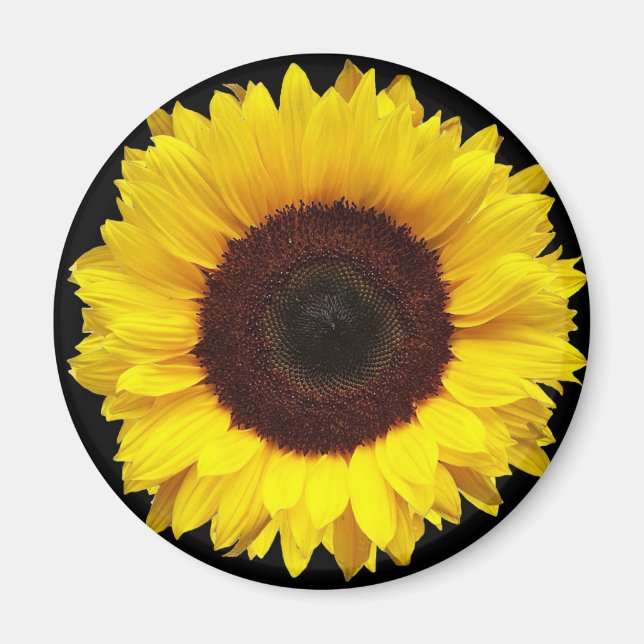 Riesengelber Garten Sonnenblume auf schwarzem Hint Magnet (Vorne)