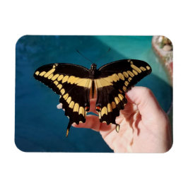 Riesengelbes Frack Butterfly Magnet