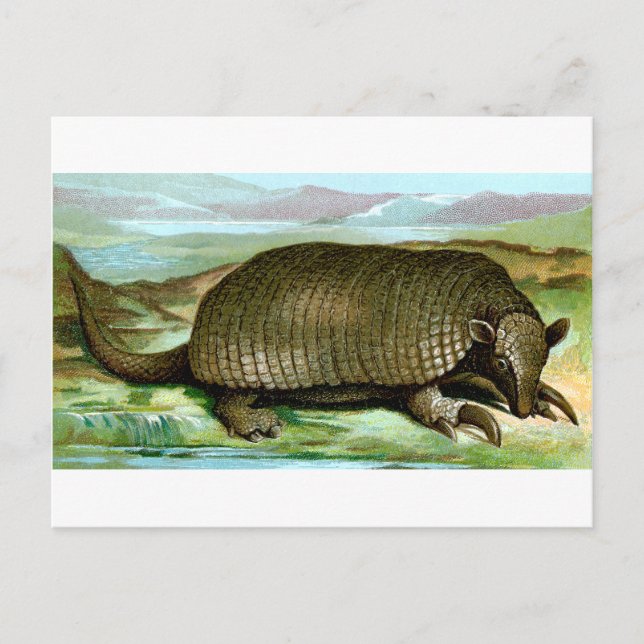 Riesengürteltier Postkarte (Vorderseite)
