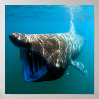 Riesenhai (Cetorhinus maximus) Poster