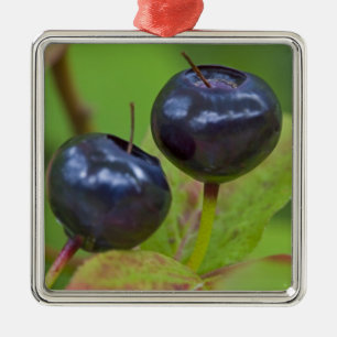 Riesenholzbeeren im Flathead National 2 Silbernes Ornament