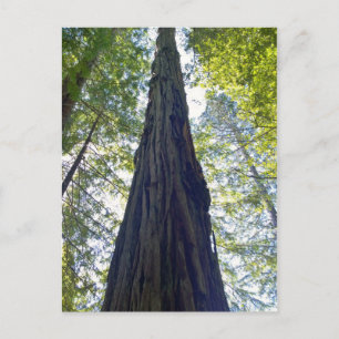 Riesenjunge Redwood Tree Postkarte