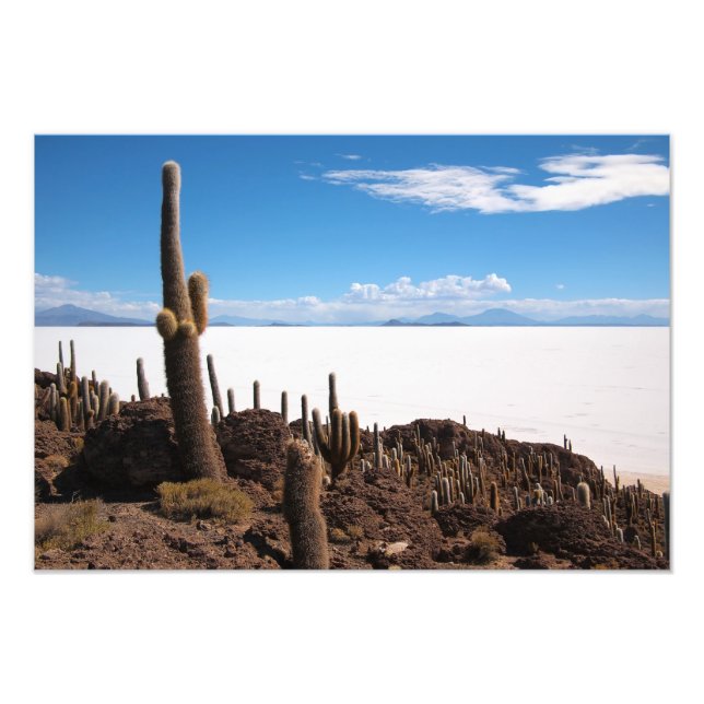 Riesenkaktus im Foto Salar de Uyuni (Vorne)