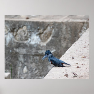 RiesenKingfisher auf der Kante Poster