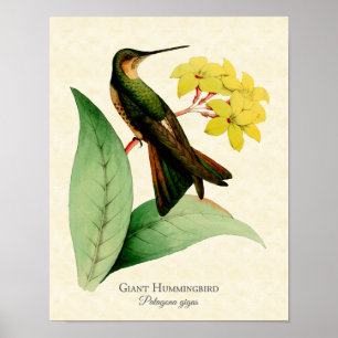 Riesenkolibri-Kunstprint Poster