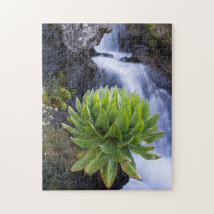 Riesenkreuzkraut oder Dendrosenecio 2 Puzzle