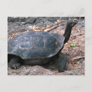 Riesenkurve Postkarte