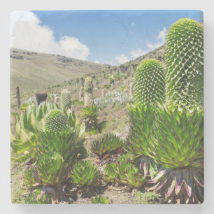 Riesenlobelie (Lobelia Deckenii) im Berg Kenia Steinuntersetzer