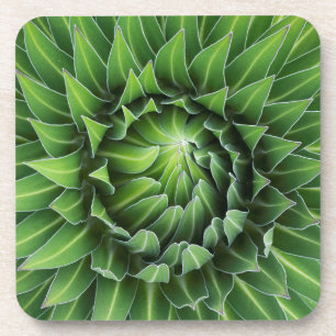 Riesenlobelie  Nationalpark Mount Kenya, Kenia Untersetzer