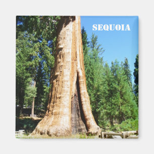Riesenmagnet Sequoia! Magnet