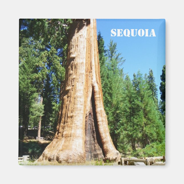 Riesenmagnet Sequoia! Magnet (Vorne)