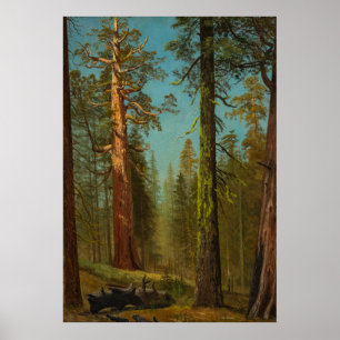 Riesenmammutbaum Mariposa Grove  Kalifornien Poster