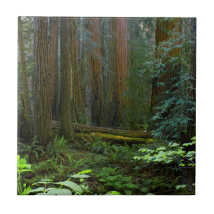 Riesenmammutbäume im Muir Woods National Park Fliese